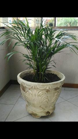 Palmeira Areca com Vaso