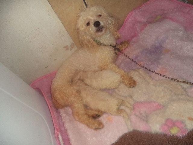 Poodle toy