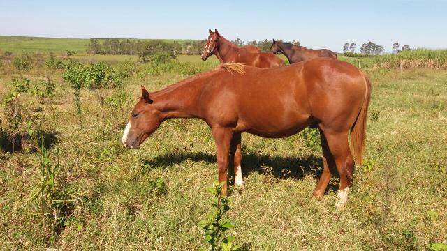 Potro quarto de milha