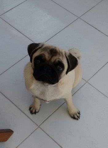 Pug fêmea