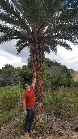 Tamareira (palmeira adulta) Promoção