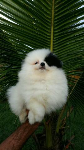 Vende macho de Spitz Alemão