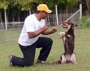 Aprenda a adestrar o seu cão de estimação