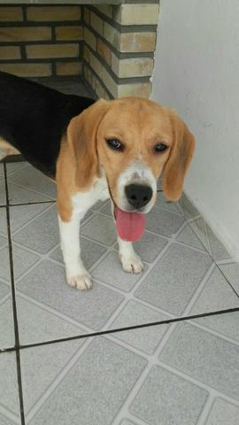 Beagle fêmea tricolor / 10 meses / urgente
