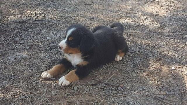 Bernese com pedigree ótima linhagem