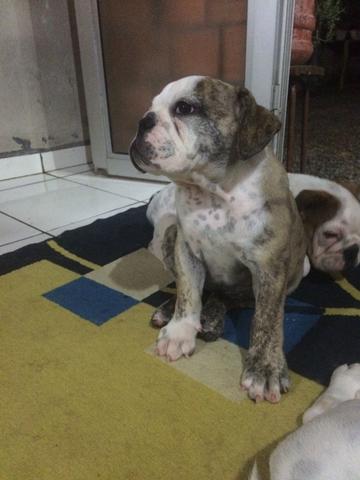 Buldogue inglês fêmea