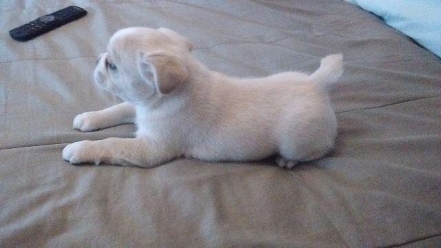 Bulldog Francês Macho Creme