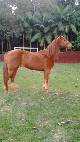 Cavalo Quarto de Milha