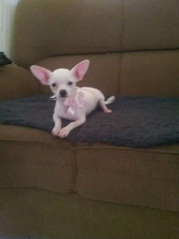 Chihuahua fêmea branca de luxo
