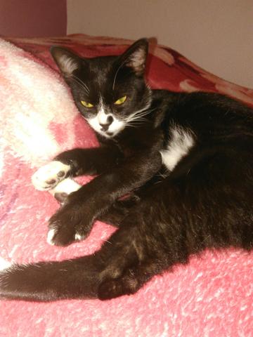 Doa se gatinha preta