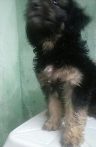 Femea de lhasa cm poodle