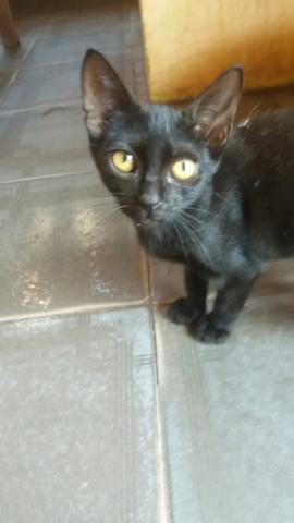 Gatinha preta para adoção