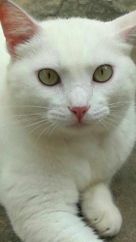 Gato Branco Adoção