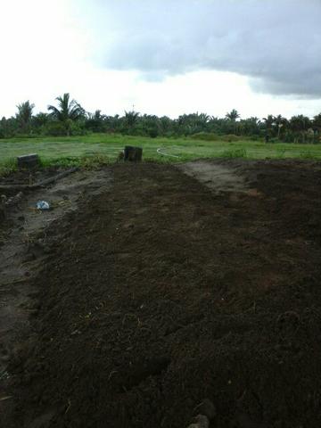 Grama esmeralda melhor