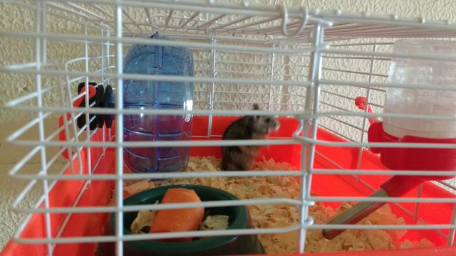 Hamster chinês + gaiola