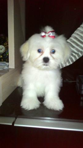 Lhasa Apso brancas! Últimas fêmeas.Aceito trocar Leia o