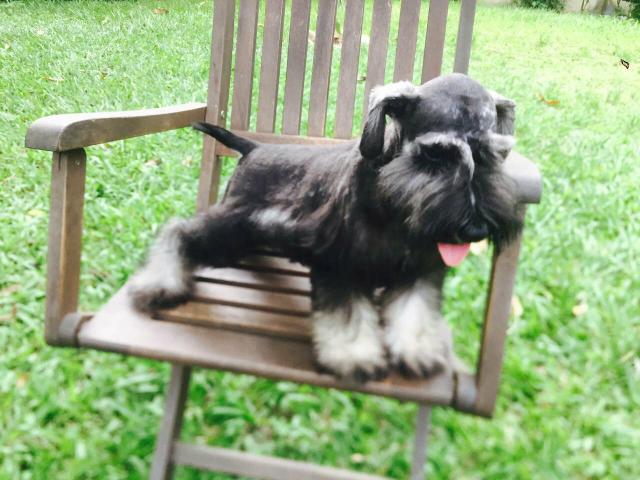 Lindo schnauzer disponível