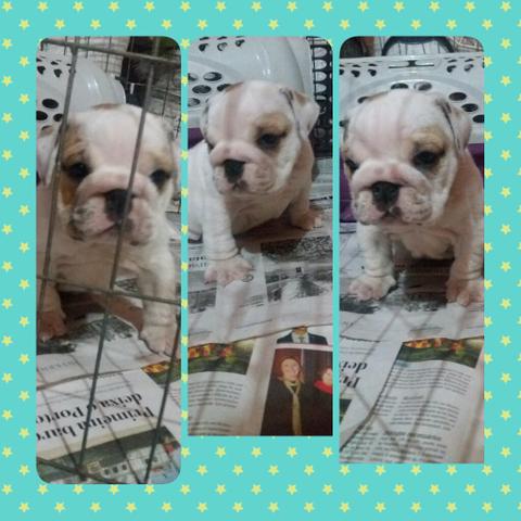 Machinho de buldogue inglês