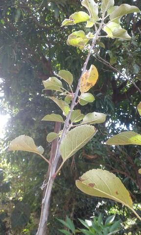 Muda de planta frutífera Caqui (Rama Forte)