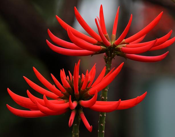 Mudas de Erythrina Speciosa 1,50m