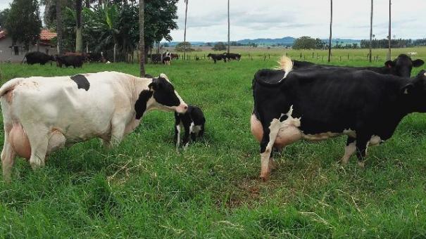 Novinhas e vacas leiteras