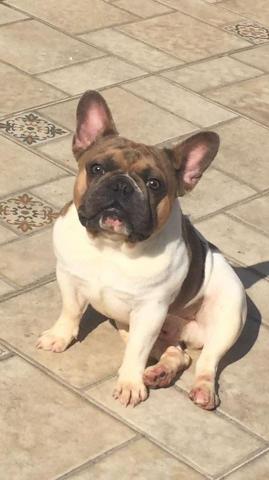 Padreador de Bulldog Francês Blue Fawn Exótico