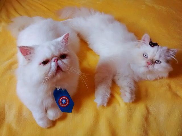 Persa macho super manso com pedigree