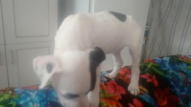 Pitibull macho pirata