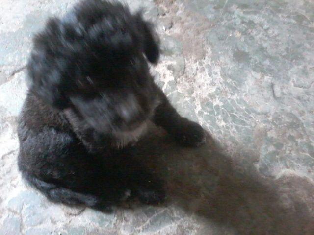 Poodle (recebo master e visa)