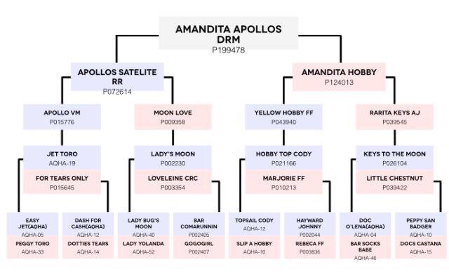 Potra baia amarilho a venda