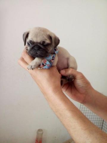 Pug, lLindos 10 x 200