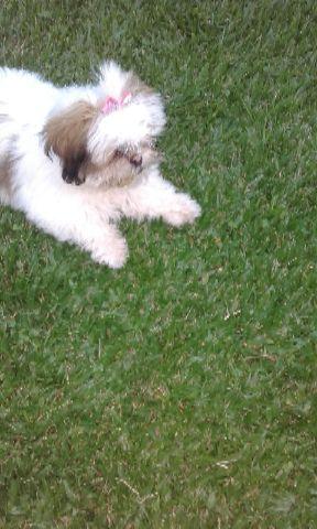 Shih Tzu femea lindinha