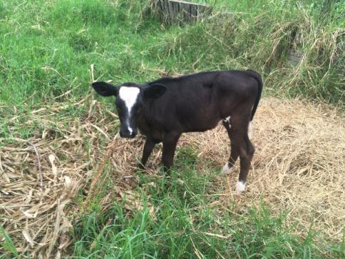 Terneira Holandesa com 87 dias ja pastando
