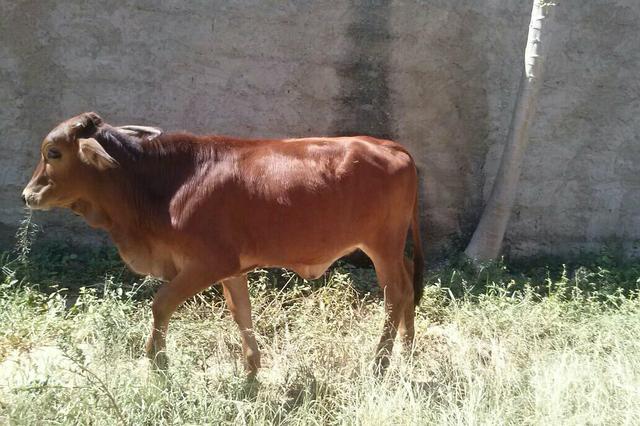 Vaca jersy (prenha) e bezerra