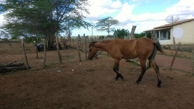 Vendo Pordo Meio Sangue QM