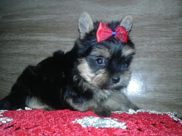 Yorkshire Linda Fêmea Micriquinha