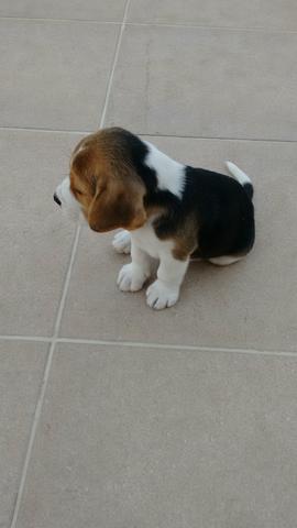 Beagle macho