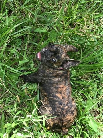 Buldogue francês fêmea