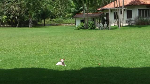 Cachorro da raça chihuahua  R$