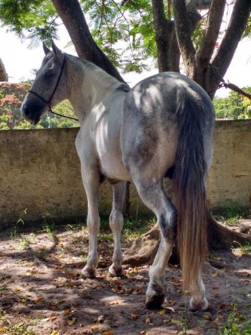 Cavalo Pampo
