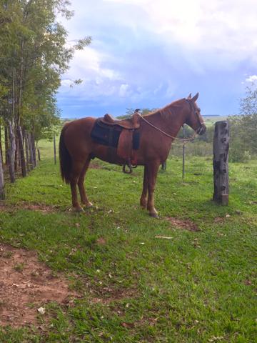 Cavalo quarto de milha