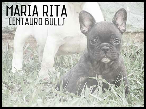 Fêmeas de Bulldog Francês