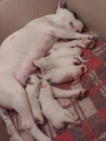 Inseminação Canina Artificial