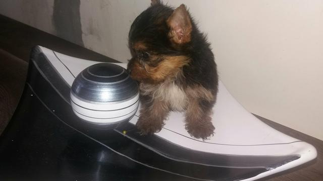 Lindos bebês de yorkshaire