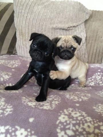 Maravilhoso Pug,com pedigree