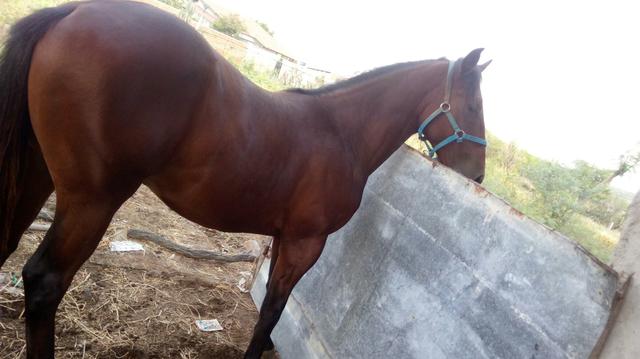 Potro quarto de milha, registrado