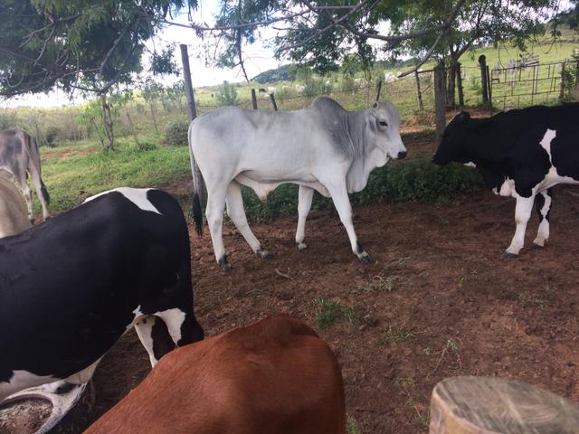 Tourinho P.O sem registro!