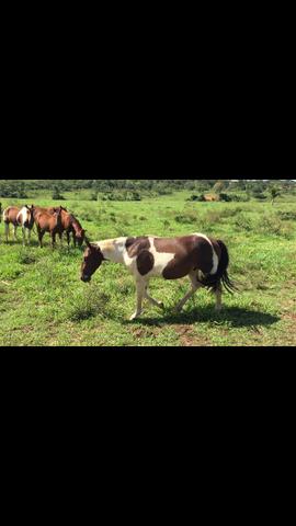 Venda de potros mestiços pai Paint Horse - PO - mães