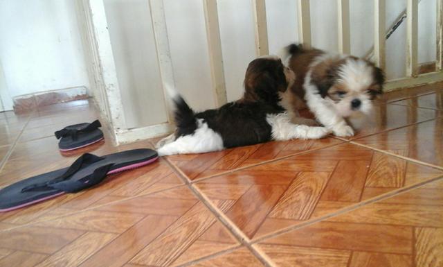 Vendo shihtzu