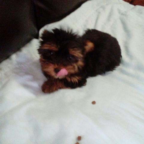 Yorkshire femea micro de pais